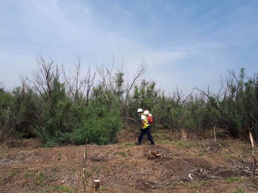 Control de arácnidos en campo abierto
