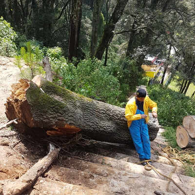Derribo de árbol por riesgo