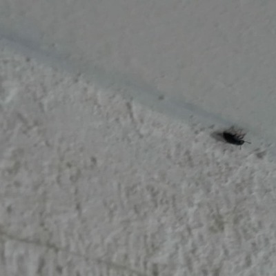 Fumigación de plagas