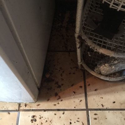 Fumigación para cucarachas