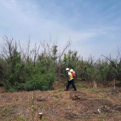 Control de arácnidos en campo abierto
