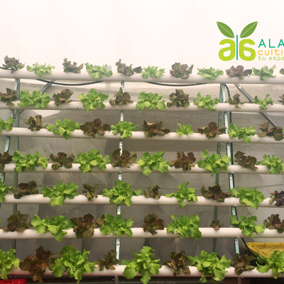 Modulo hidroponico de lechugas