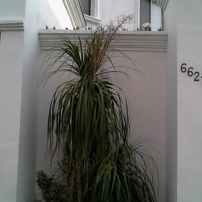 Pintura completa area de jardin