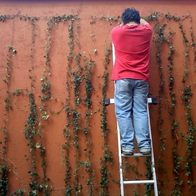 Instalacion de hiedras