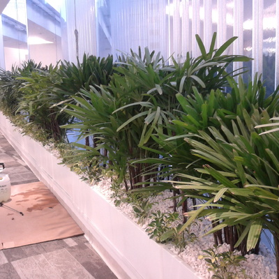 Jardineras con palmas rafis