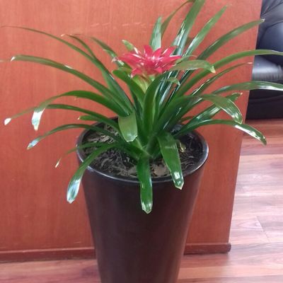 Plantas de interior y mantenimiento