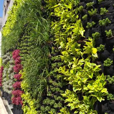 Instalación de muro verde