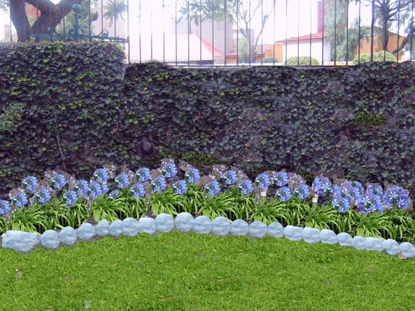 GALVIAS CON AGAPANDOS