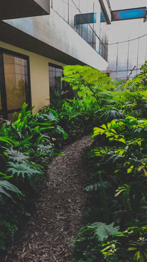 FORESTACION / MANTENIMIENTO MANIGUA