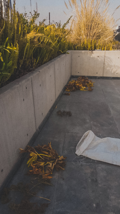 FORESTACION / MANTENIMIENTO MANIGUA