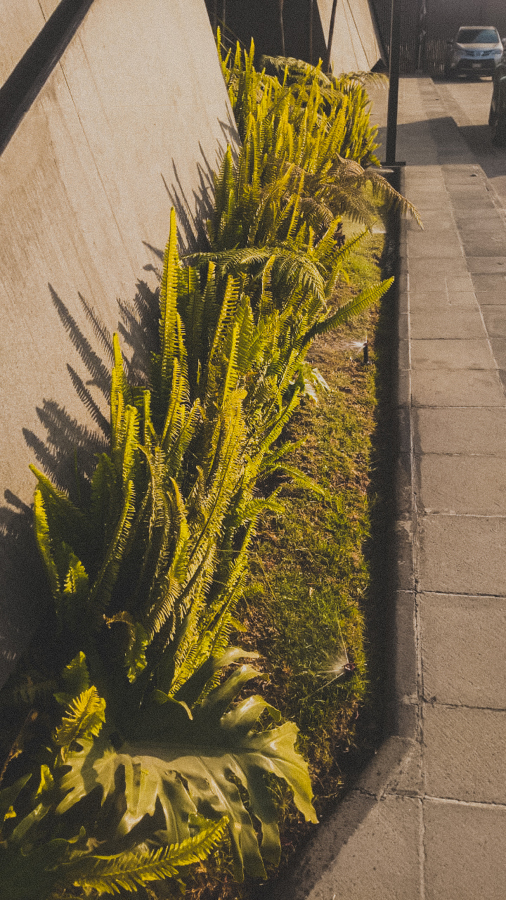 FORESTACION / MANTENIMIENTO MANIGUA