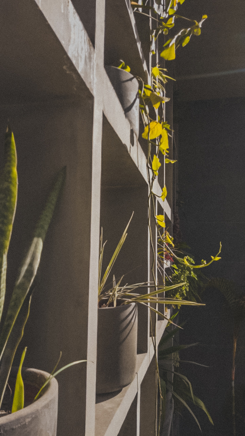 FORESTACION / MANTENIMIENTO MANIGUA