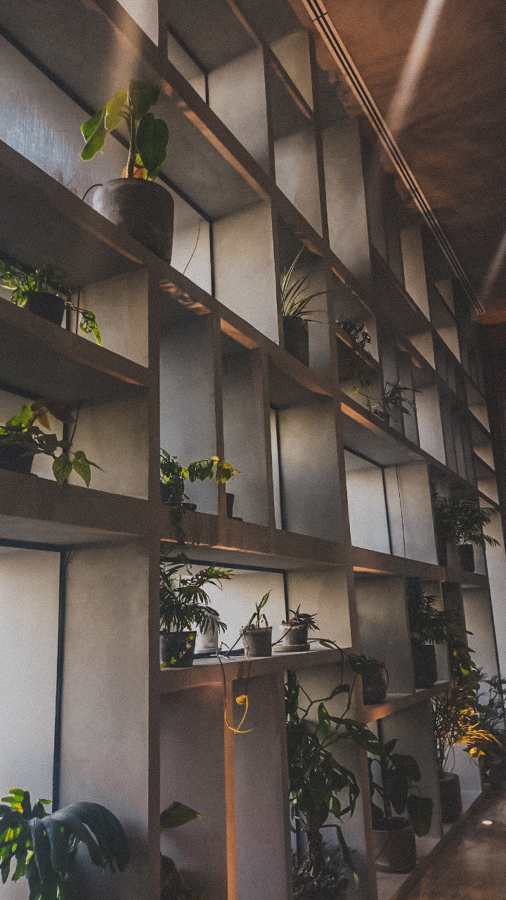 FORESTACION / MANTENIMIENTO MANIGUA