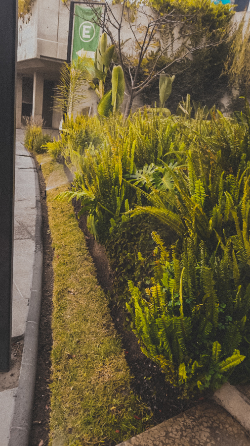 FORESTACION / MANTENIMIENTO MANIGUA