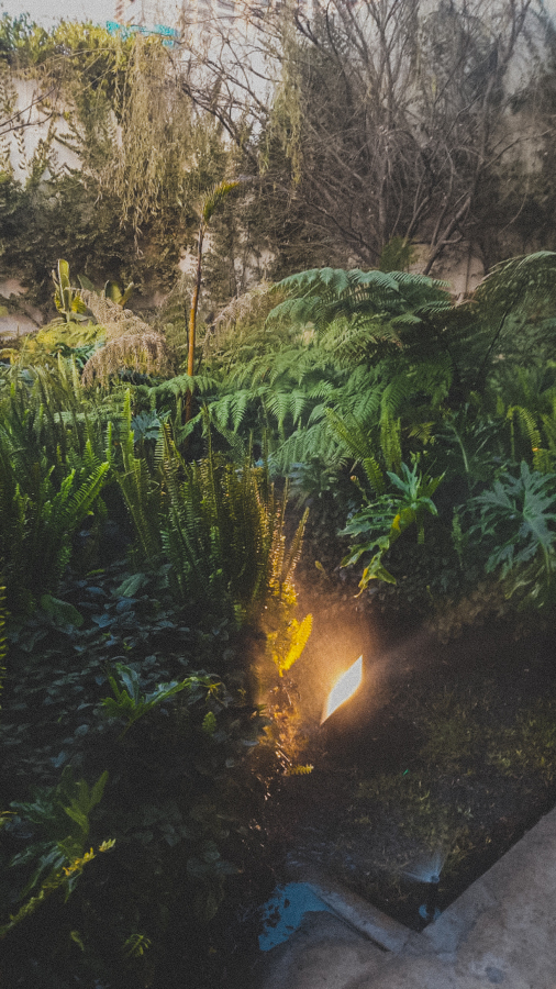 FORESTACION / MANTENIMIENTO MANIGUA