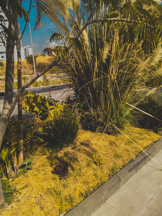 FORESTACION / MANTENIMIENTO MANIGUA