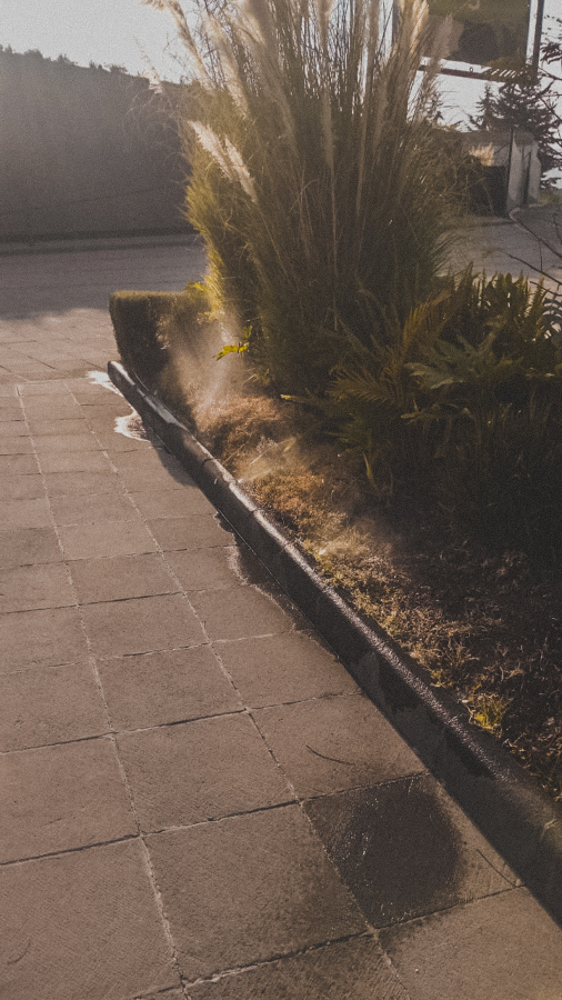 FORESTACION / MANTENIMIENTO MANIGUA