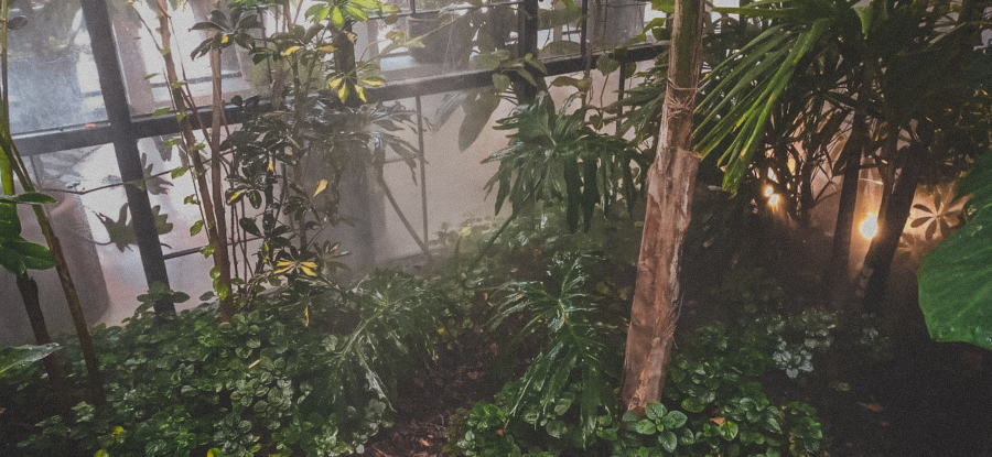 FORESTACION / MANTENIMIENTO MANIGUA