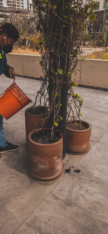 FORESTACION / MANTENIMIENTO MANIGUA