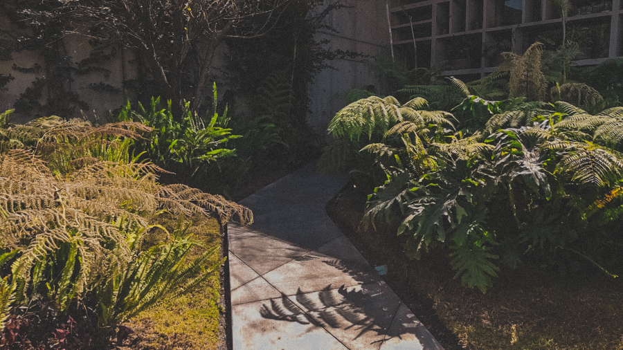 FORESTACION / MANTENIMIENTO MANIGUA