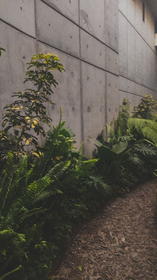 FORESTACION / MANTENIMIENTO MANIGUAFORESTACION / MANTENIMIENTO MANIGUA