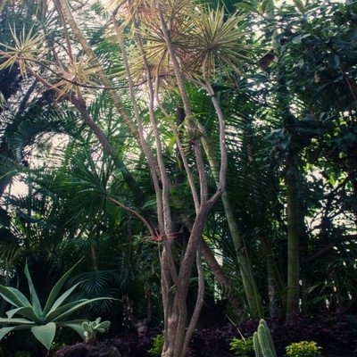 DISEÑO CONDOMINIO COL. LA PRADERA CUERNAVACA. MOR