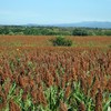 Renta de trilladora para sorgo