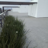 Remodelar roof garden